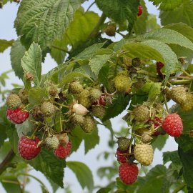Himbo-Top™ Raspberry Plants Raspberry Plants